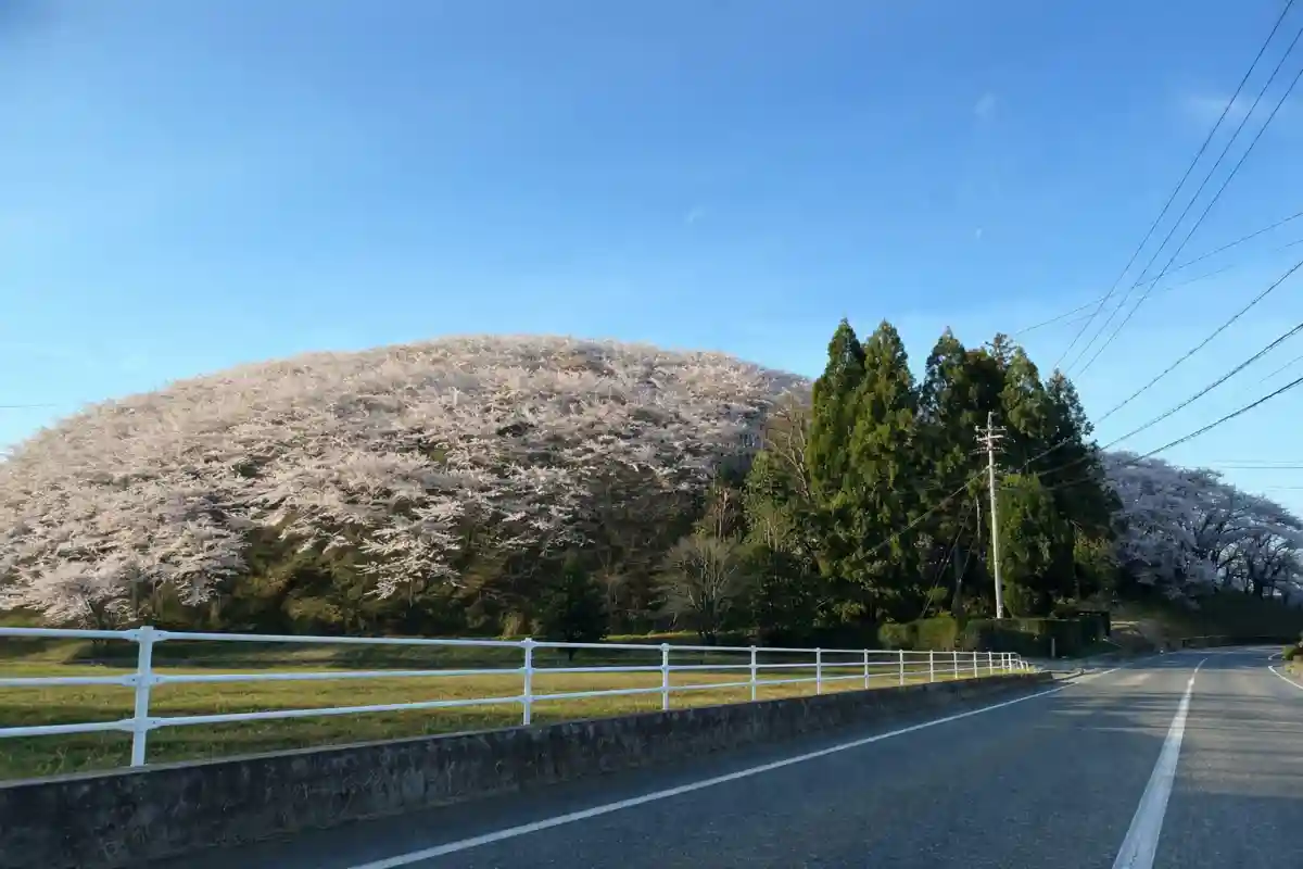 「弘法山古墳」は、約4,000本の桜が山全体をピンク色に染め上げる、県内屈指の桜の名所です。